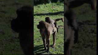 Gelada Baboon with young at Howletts gelada baboon howletts zoo animals wildlife daysout [upl. by Wahs]