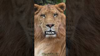 Tigon 🐯 Worlds RAREST Big Cat 😱 tigon liger animalfacts [upl. by Gnouhk298]