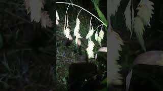 wood oats chasmanthium latifolium [upl. by Nnylirak]