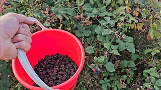 Din pădure până în borcanele din cămară  Am făcut dulceață de mure compot de piersici șio zamă [upl. by Vasily]