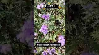 Phacelia agricultura regenerativa apicultura [upl. by Nivar]