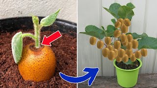 How to grow kiwi from store bought kiwifruit  Relax Garden [upl. by Elfreda19]