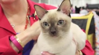 Meet the Tonkinese Cat Breed [upl. by Henrique]