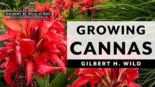 Tropical marsh plants Cannas  Canna × generalis  hybrid canna lilies Curcuma and Caladium 4K [upl. by Noscire]