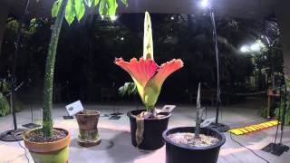 Timelapse video Amorphophallus titanum 2014 bloom [upl. by Lainey]