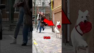 Dog Steals Purse 😱 [upl. by Sell]