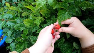 Picking Berries at my Alaskan Home4k Ultra [upl. by Anahsal]