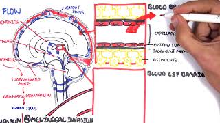 Bacterial Meningitis Pathophysiology [upl. by Ardiedal254]