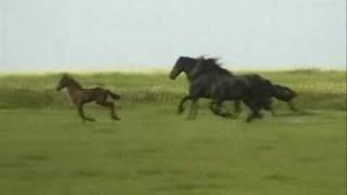 Friesian Horses Running Free [upl. by Long]