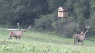 Red Stag hunting in Europe with Passion amp Prey [upl. by Laersi932]