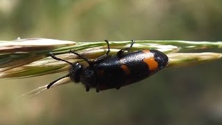 Mylabris variabilis  Ölkäfer  Blister Beetle [upl. by Peedus]