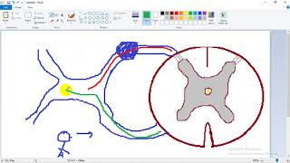 ASCENDING TRACTS 1  dr Laila   Lateral Spinothalamic  الجهاز العصبي [upl. by Natal564]