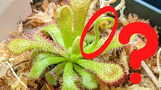 What to Do When Your Sundew Flowers 🌸 plus key facts on Drosera seed propagation [upl. by Yerkovich]