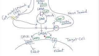 Schneid Guide to GABAergic Transmission [upl. by Varien94]