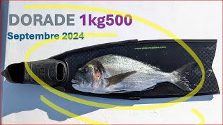 Dorade Royale  1kg500  sept24 [upl. by Ardnalac]