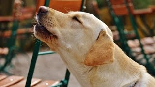 LABRADOR BARKING  LABRADOR HOWLING AND BARKING COMPILATION 2016 [upl. by Dahlstrom639]