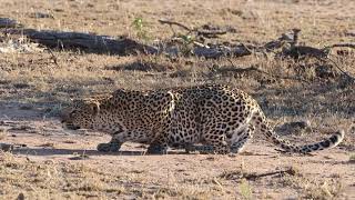 Leopard Stalking Impala  Kruger National Park [upl. by Melnick]