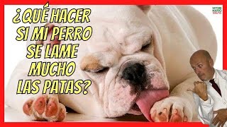 ¿QUE HACER SI MI PERRO SE LAME MUCHO LAS PATAS Y LAS TIENE ROJAS🥇 PODODERMATITIS EN PERROS [upl. by Heti]