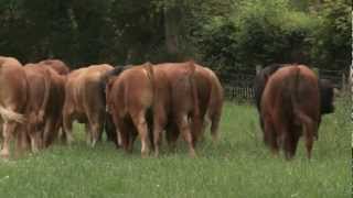 Limousin  Quality Irish Livestock [upl. by Airet539]