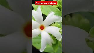 Harsrigar ya Parijat ka paudha vastugyan facts houseplants वास्तु parijat specialplants [upl. by Minton]