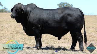 Lot 79 Earlwood Riki 4658 PP [upl. by Zeni862]