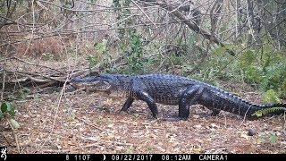 Swamp Trail Camera Pickup [upl. by Arno]