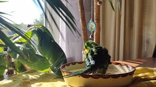 Barraband male parakeet bathing 4k [upl. by Sherilyn]