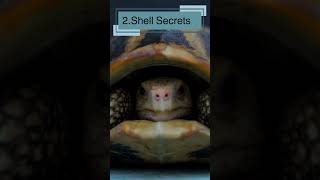 10 Facts About Turtles for kids Educational turtle videos Learning about turtles turtlefacts [upl. by Berrie909]