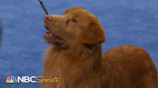 National Dog Show 2023 Sporting Group Full Judging  NBC Sports [upl. by Eustasius]