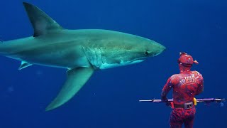 GREAT WHITE SHARK ENCOUNTER whilst SPEARFISHING NSW AUSTRALIA [upl. by Murage]