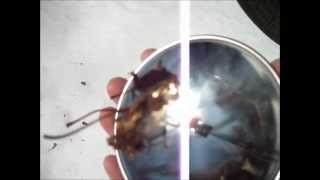 Parabolic Survival Fire Starter Its Awesome [upl. by Albur446]