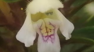 A Real HeadScratcher Galeopsis Hemp Nettle species [upl. by Dyraj]