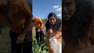 Minivlog 178  🇨🇦U pick in Canada farm minivlog ytshorts trending home love [upl. by Divadnhoj]