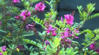 Indigofera heterantha Himalayan Indigo [upl. by Suivatram]