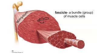 Layers of Connective Tissue in Skeletal Muscle [upl. by Anayik952]