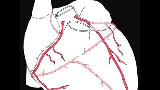 Coronary circulation of the heart [upl. by Shifra425]