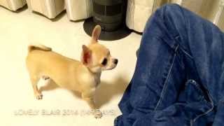 5 months old Chihuahua 11 tricks [upl. by Borroff]