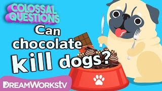 Will Chocolate Kill Your Dog  COLOSSAL QUESTIONS [upl. by Devina]