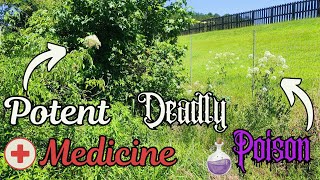 Poison Water Hemlock vs Elderberry SidebySide Detailed Comparison [upl. by Eivol]