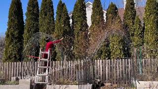 Pruning amp Training my Climbing Roses for more 🌹✂️  Zephirine Drouhin  Backyard Garden Highlights [upl. by Idelson]