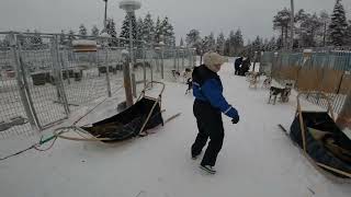 Husky Dog Sledging at Ruka Lapland Walking through the Kennels [upl. by Omrellig798]