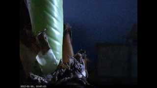 11 Days Ensete Growth Time Lapse [upl. by Ogu]