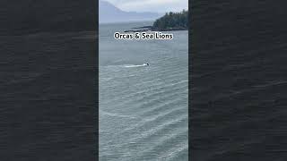 Day 5  WOW  Incredible views of Orcas amp Sea Lions in Alaska cruise shorts [upl. by Aisa283]