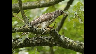 Birding in England1Richmond Park Langford Lakes Nature Reserve Aug 2024 [upl. by Naitsihc]