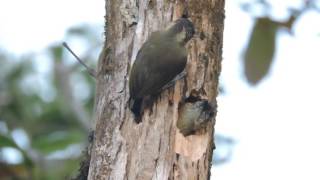 Olivaceous Piculet Picumnus olivaceus [upl. by Esinned985]