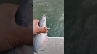 Milford Lake Vibes catfishing bluecatfish fishing kansas [upl. by Anawad]