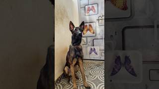 My 7month Belgian Malinois Do What Ever When it comes to food belgianmalinoisdog belgianmalinois [upl. by Kirsti]