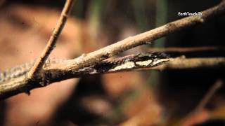 Vine Snake Filmed on an iPhone 4S  iPhone Films Ep4 [upl. by Dulcea]