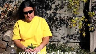 How to Propagate a Scented Geranium [upl. by Judsen]