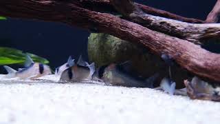 Corydoras duplicareus bij Aquarium Speciaalzaak Utaka [upl. by Cosmo]